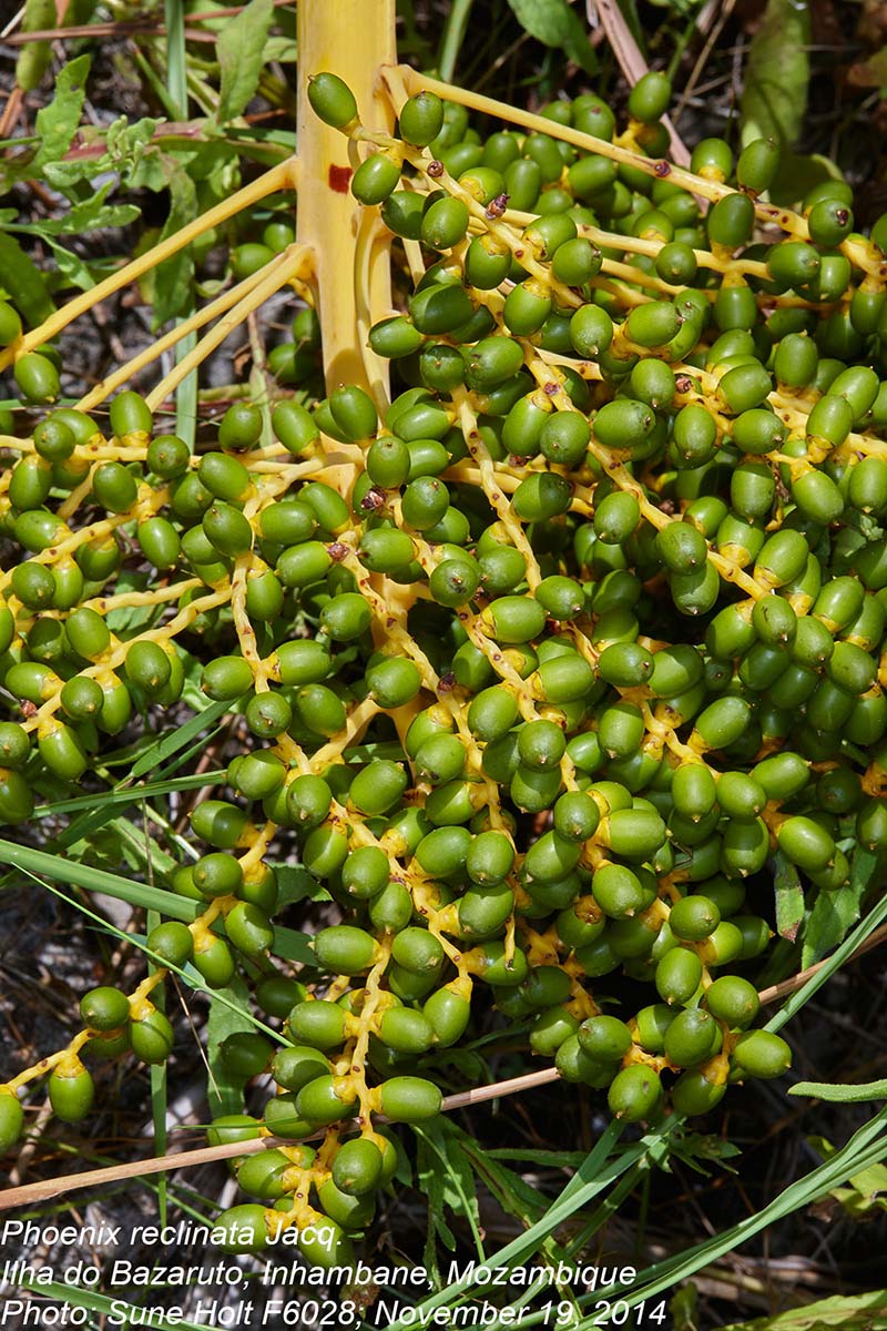 Phoenix reclinata Phoenix reclinata