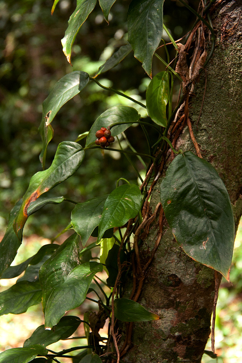 Culcasia falcifolia Culcasia falcifolia