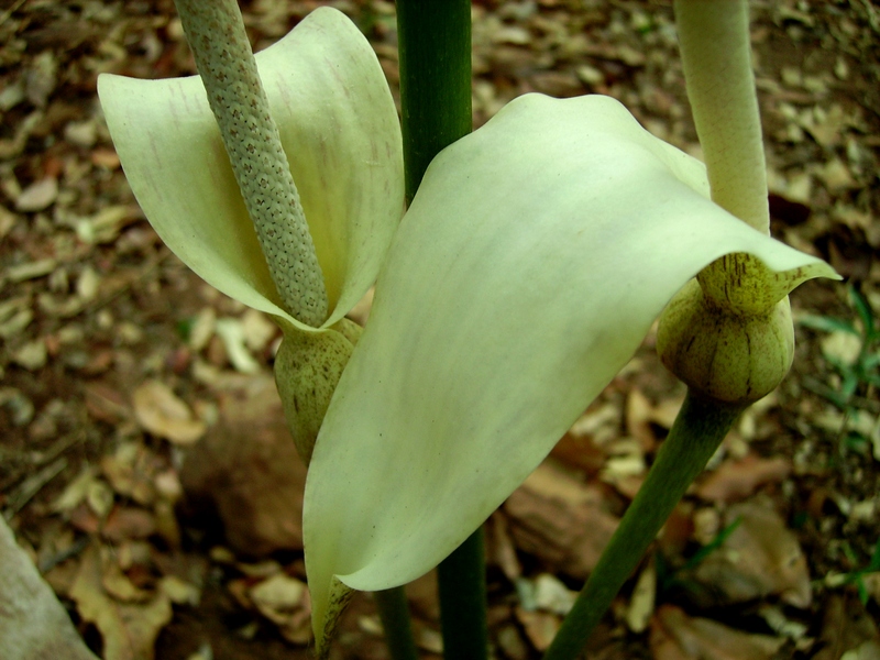 Gonatopus boivinii Gonatopus boivinii