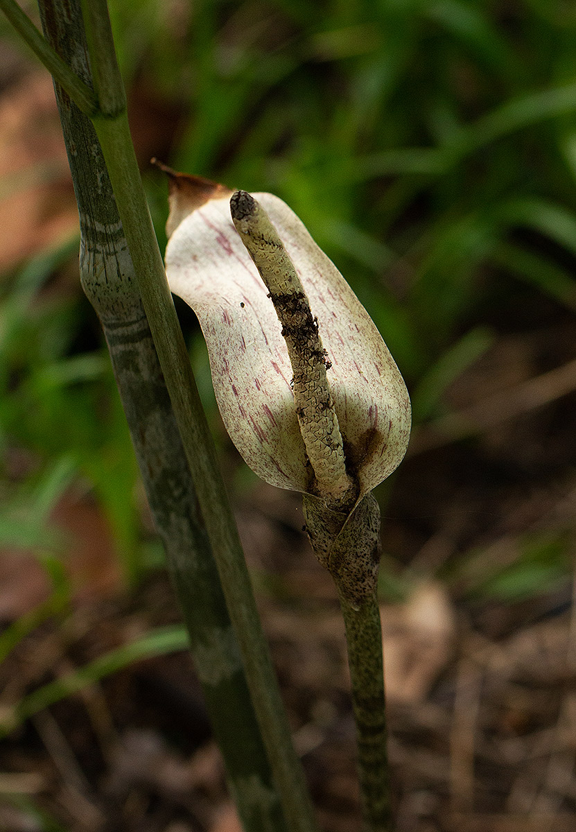 Gonatopus boivinii Gonatopus boivinii