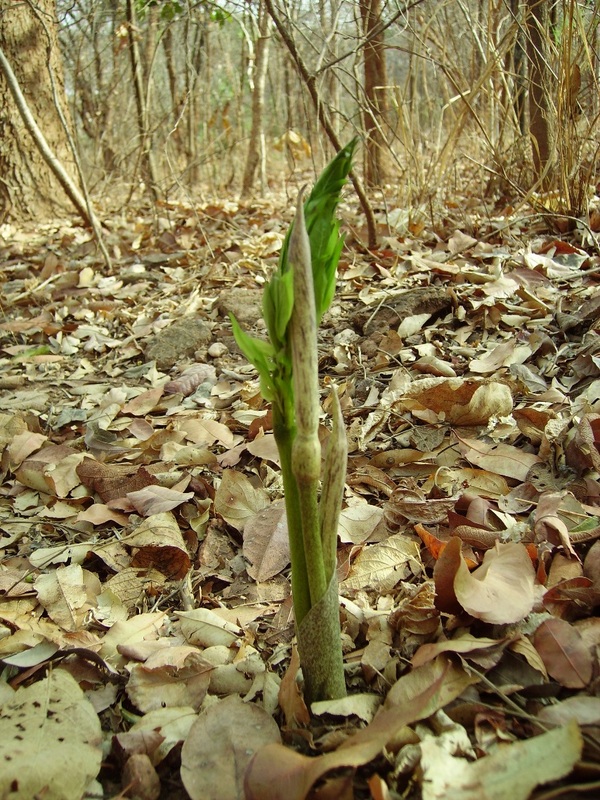 Gonatopus boivinii Gonatopus boivinii