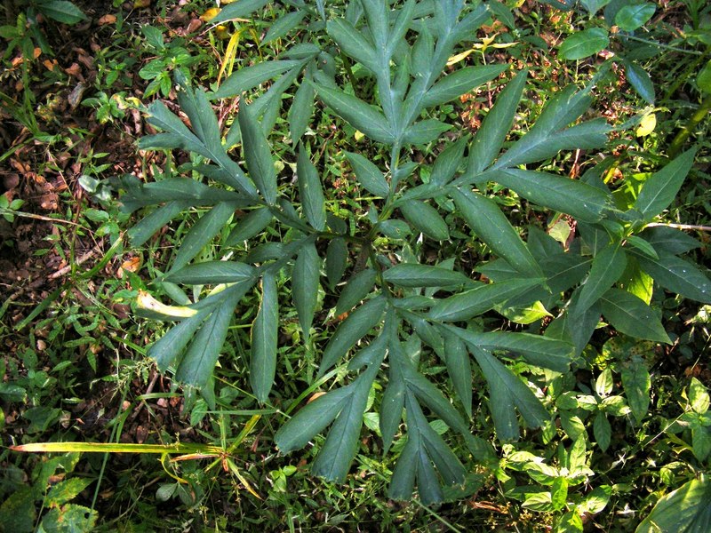 Amorphophallus abyssinicus subsp. unyikae Amorphophallus abyssinicus subsp. unyikae