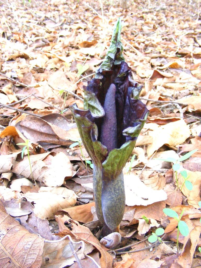 Amorphophallus abyssinicus subsp. unyikae Amorphophallus abyssinicus subsp. unyikae