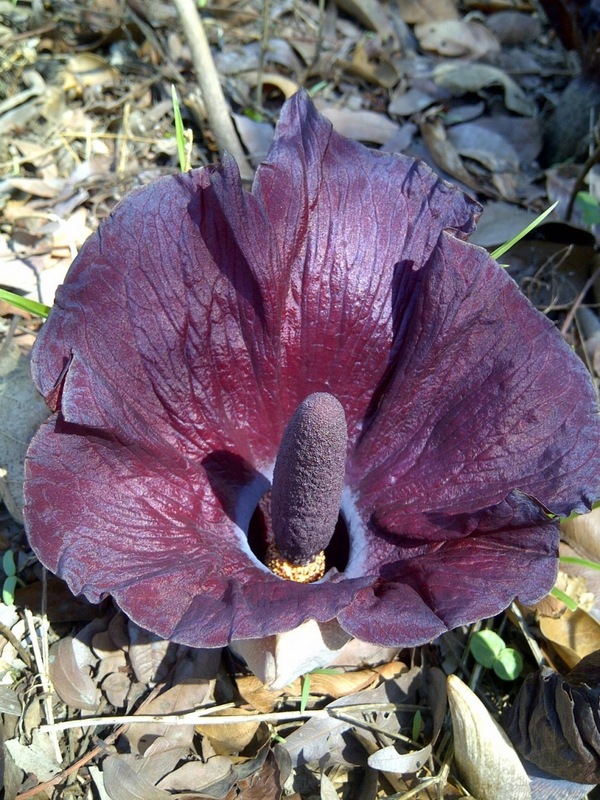 Amorphophallus abyssinicus subsp. unyikae
