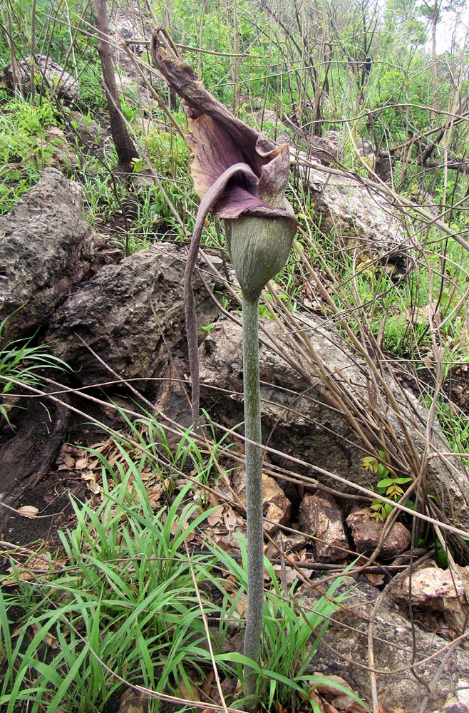 Amorphophallus maximus subsp. fischeri