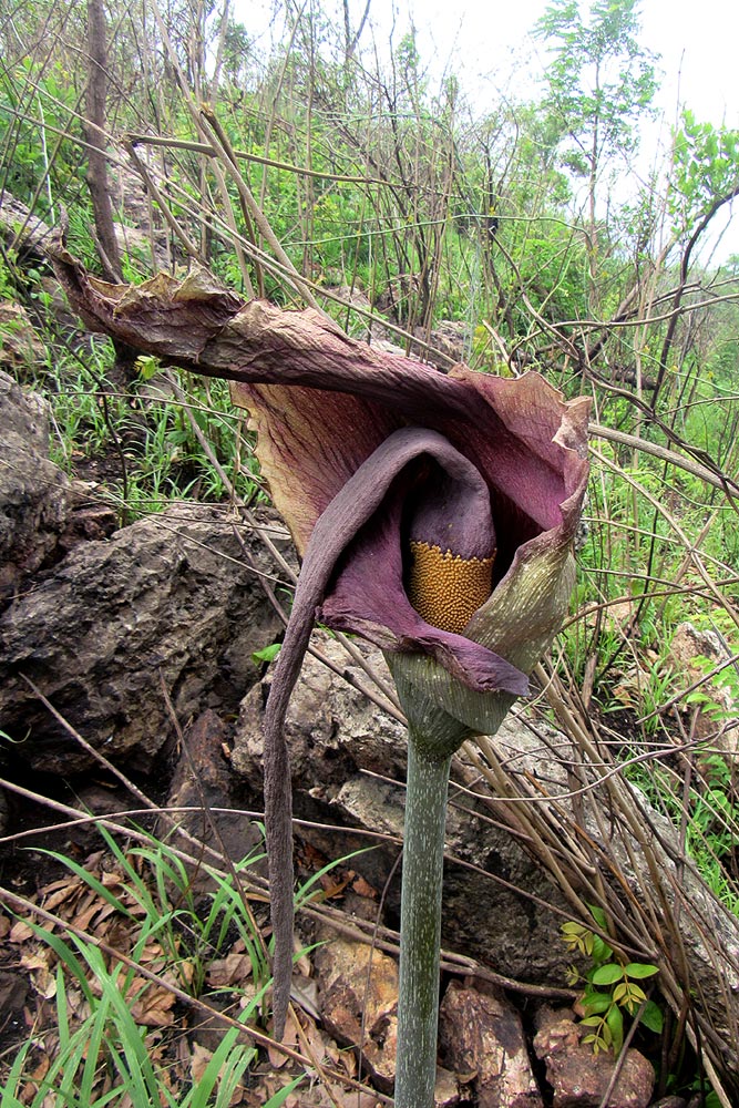 Amorphophallus maximus subsp. fischeri