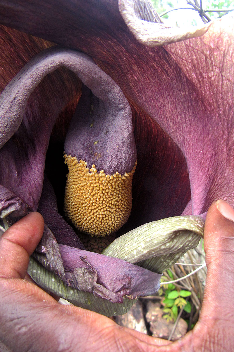 Amorphophallus maximus subsp. fischeri