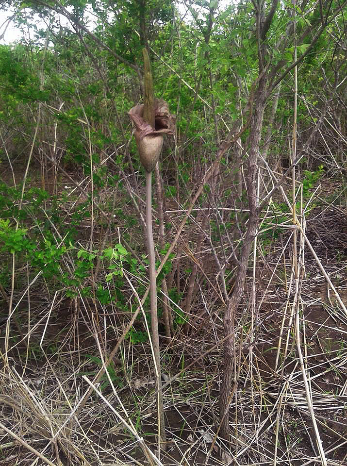 Amorphophallus maximus subsp. fischeri Amorphophallus maximus subsp. fischeri