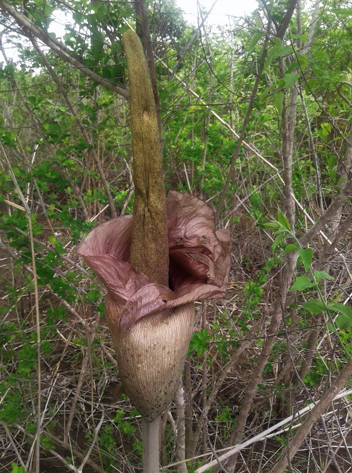 Amorphophallus maximus subsp. fischeri Amorphophallus maximus subsp. fischeri