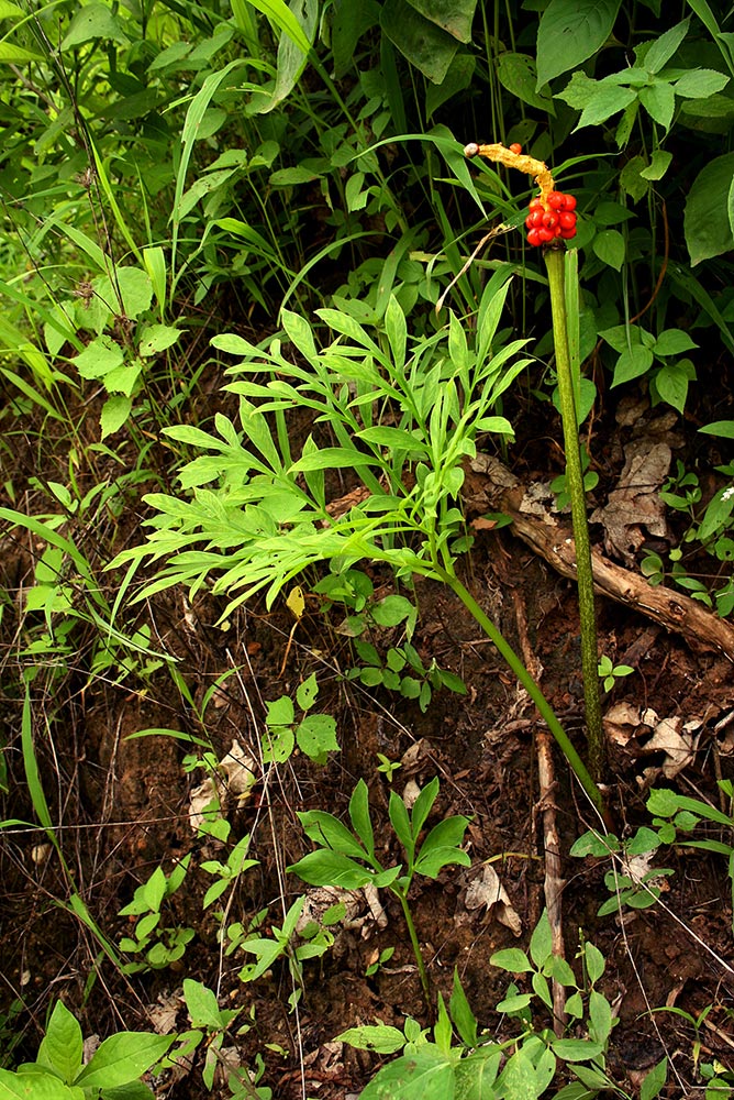 Amorphophallus maximus subsp. fischeri