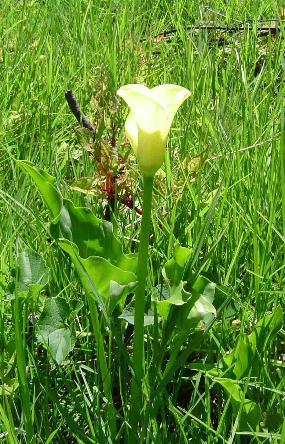 Zantedeschia albomaculata subsp. albomaculata