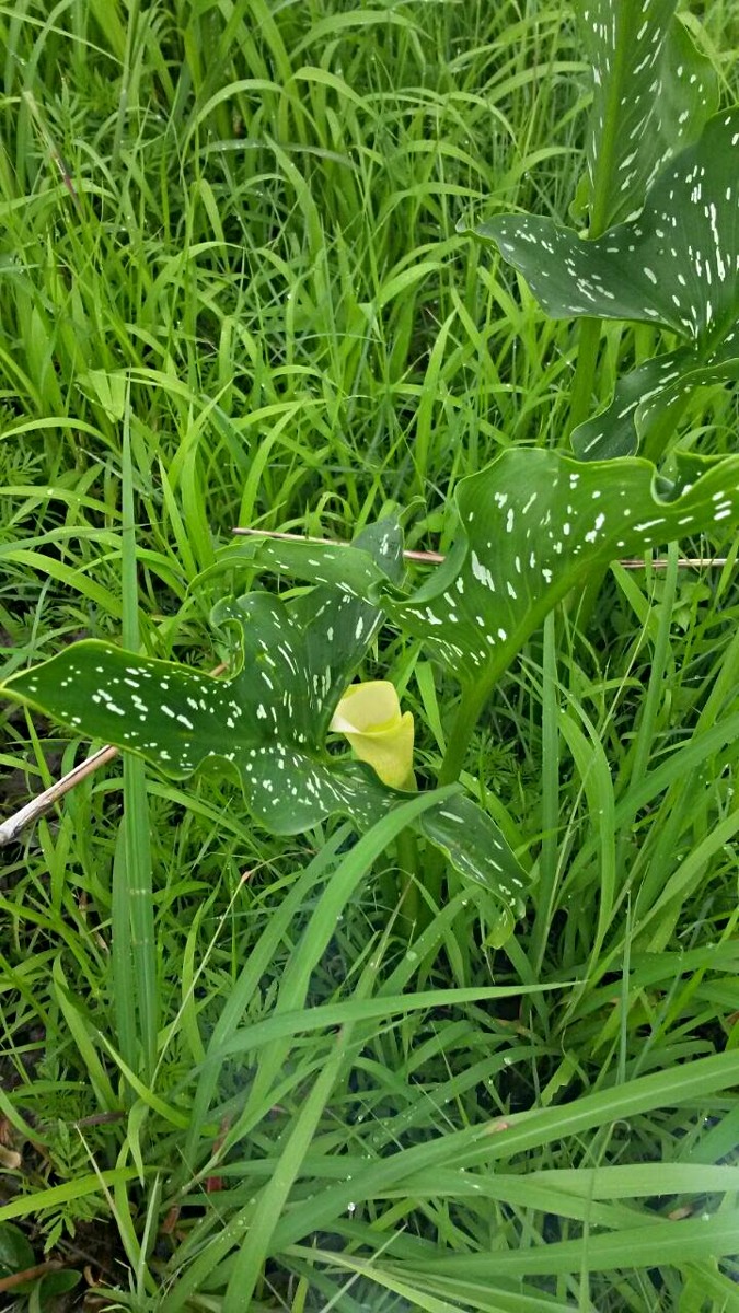 Zantedeschia albomaculata subsp. albomaculata