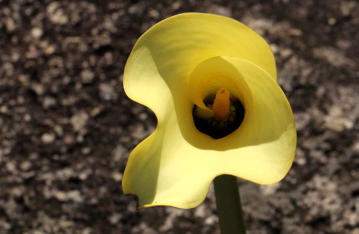 Zantedeschia albomaculata subsp. albomaculata