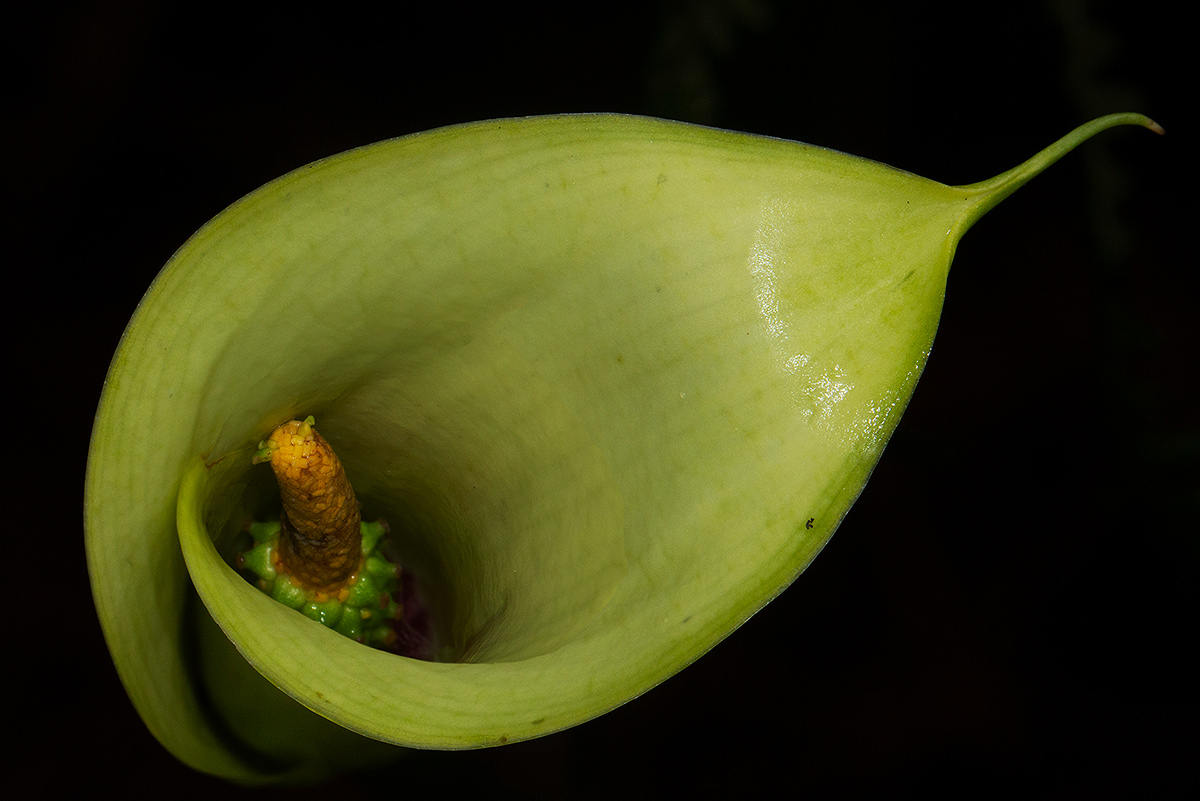 Zantedeschia albomaculata subsp. albomaculata
