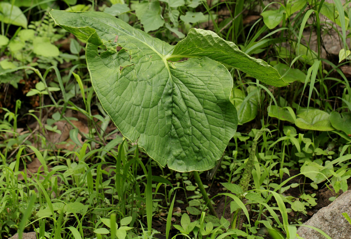 Stylochaeton puberulus