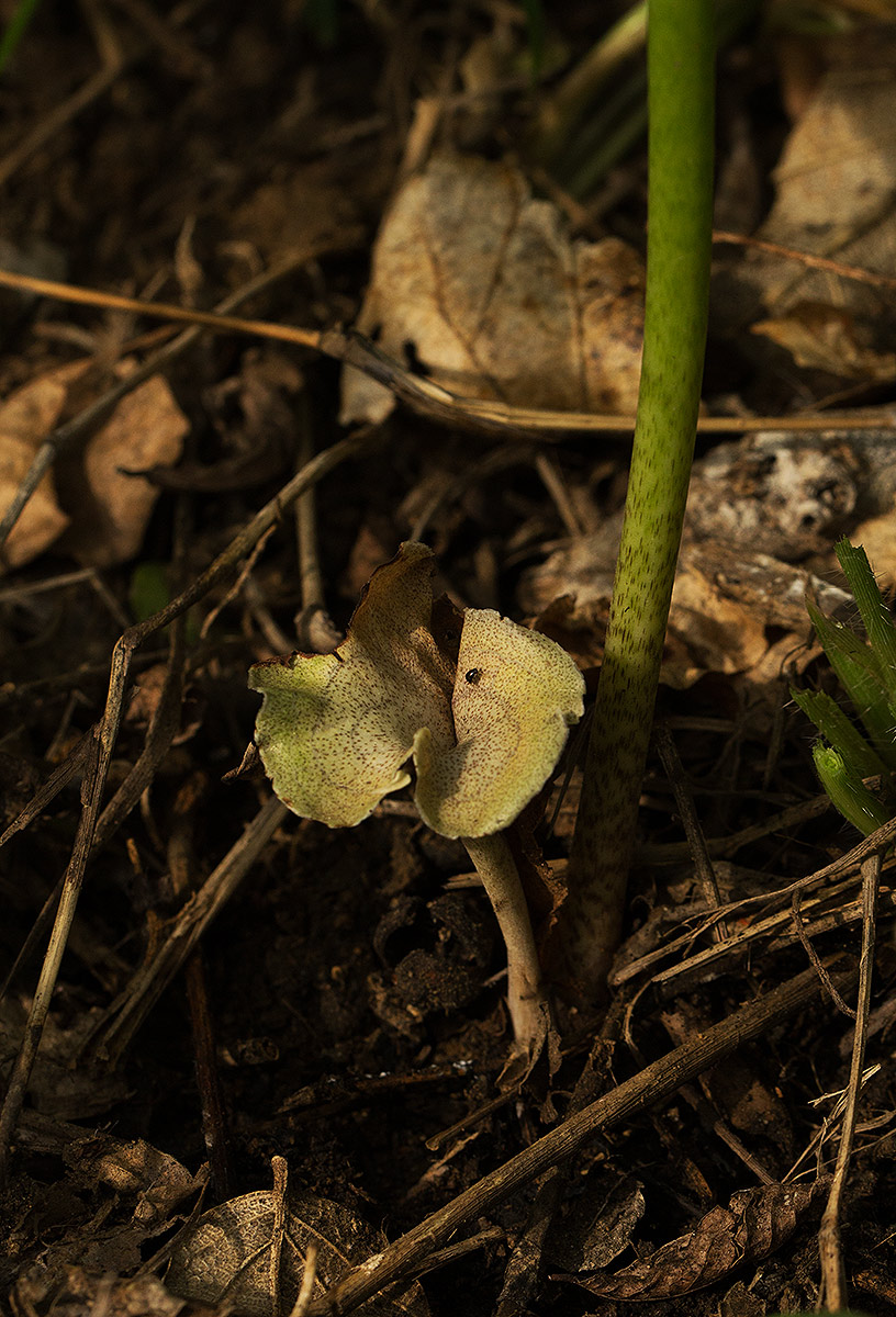 Stylochaeton puberulus Stylochaeton puberulus