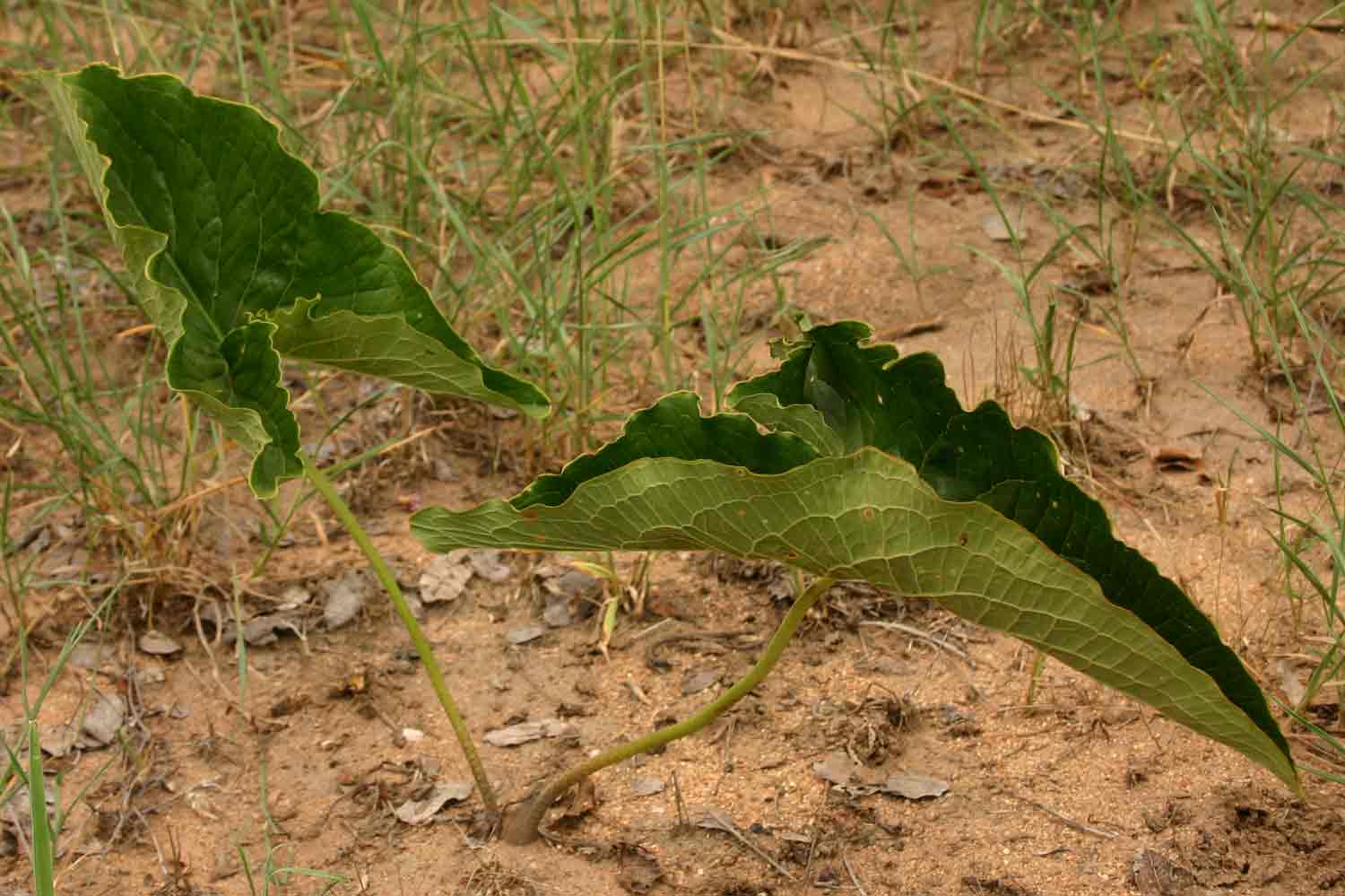 Stylochaeton puberulus