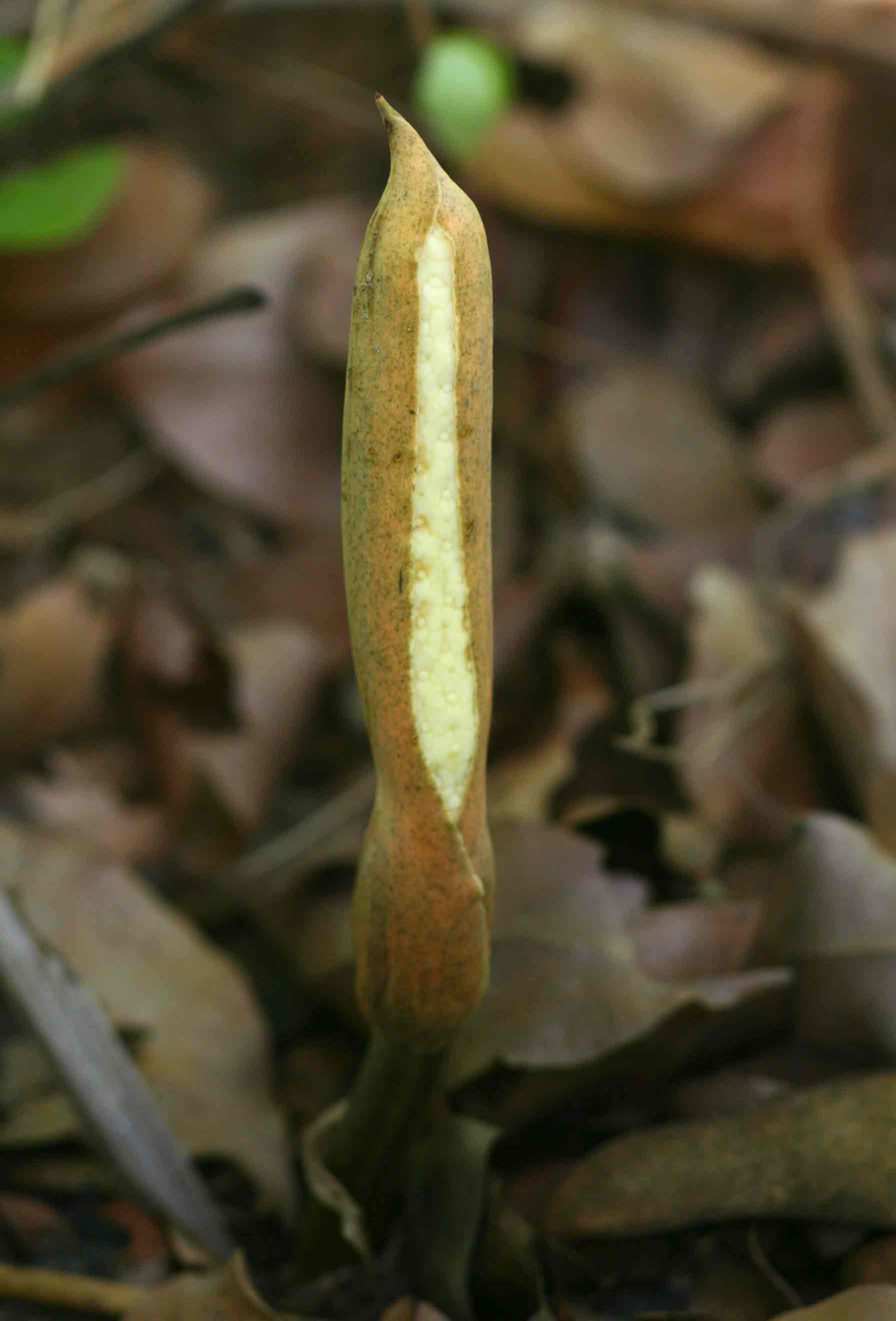 Stylochaeton puberulus