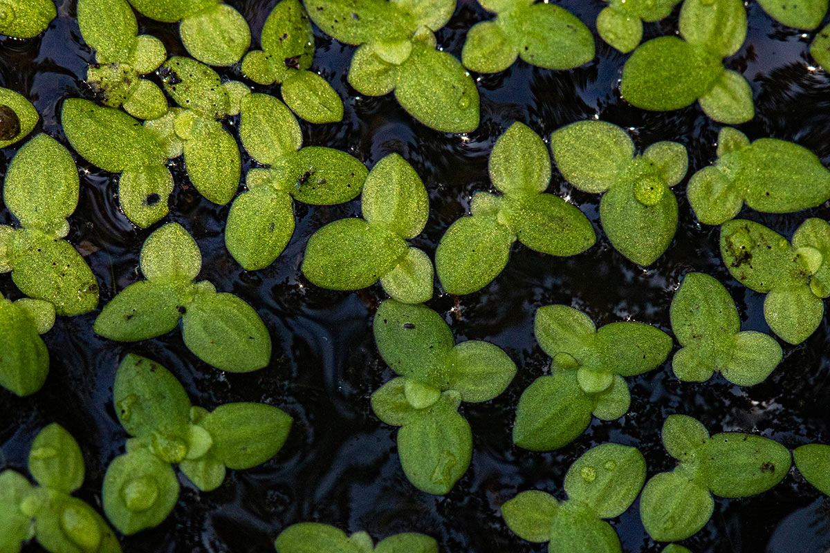 Lemna aequinoctialis