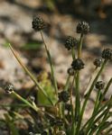 Eriocaulon abyssinicum