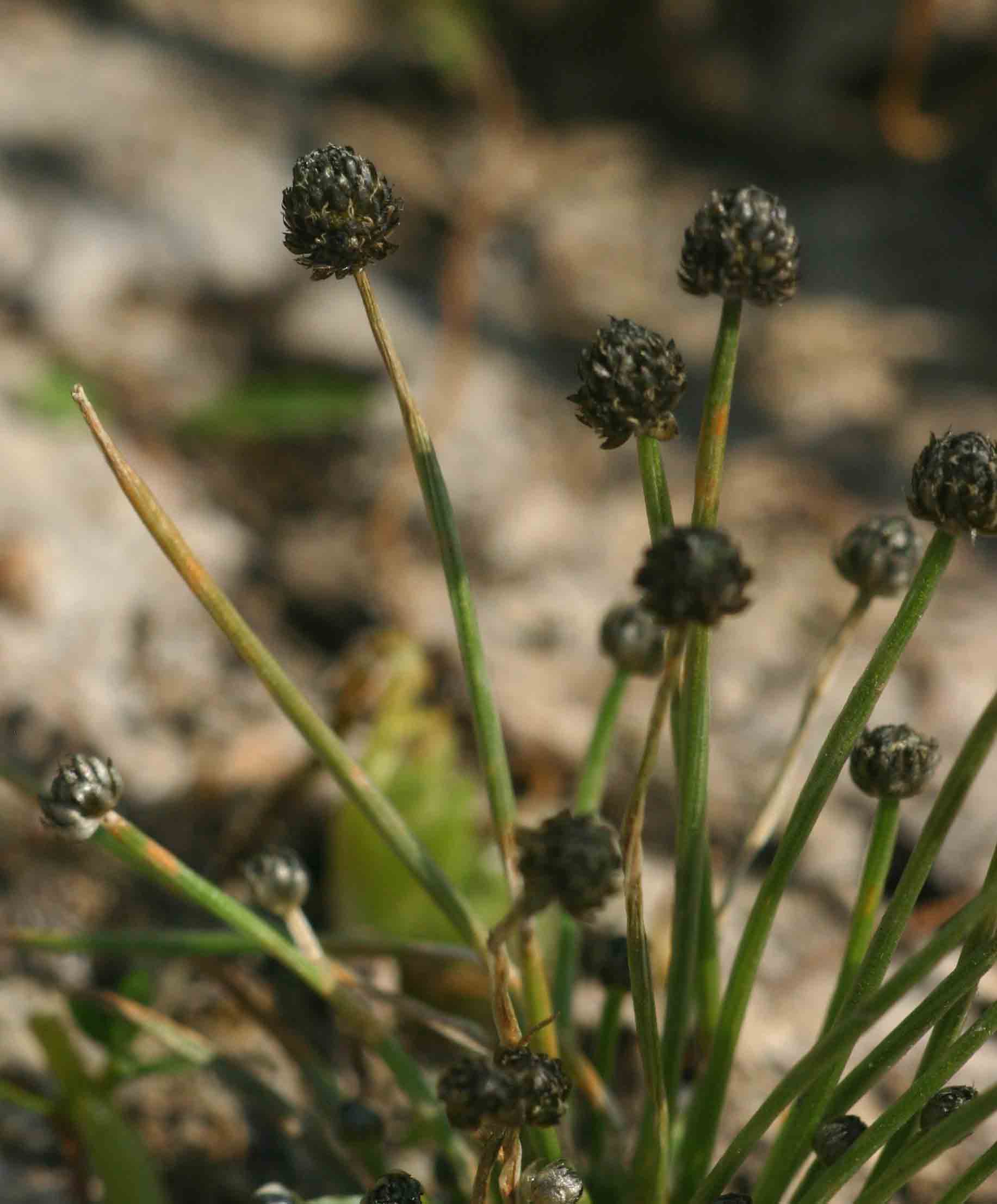 Eriocaulon abyssinicum