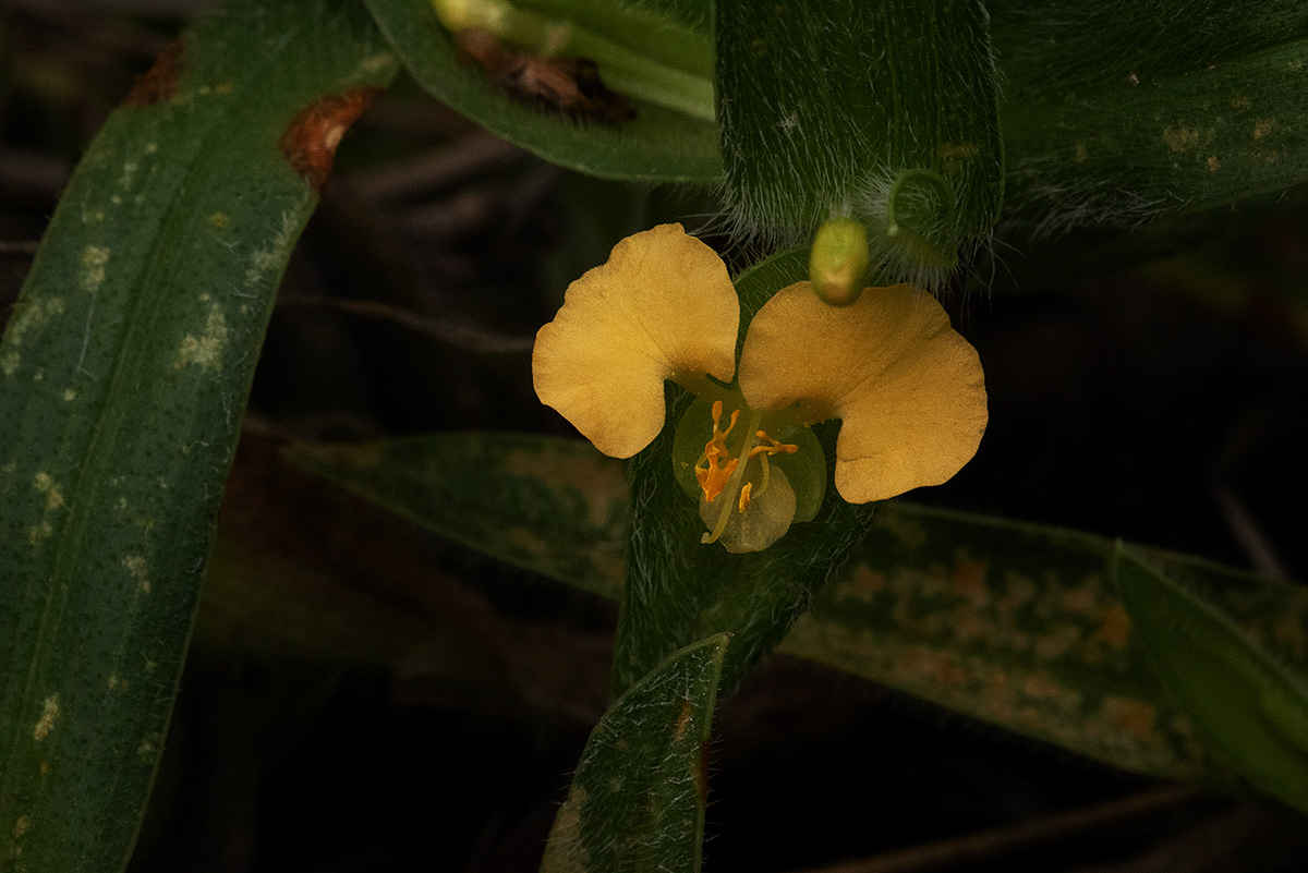 Commelina africana Commelina africana