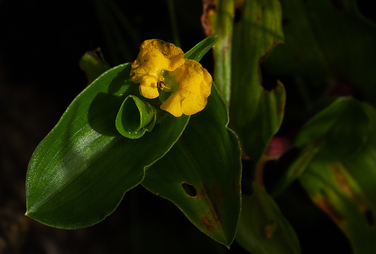 Commelina africana Commelina africana