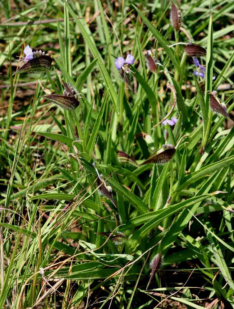 Commelina schweinfurthii subsp. ceciliae