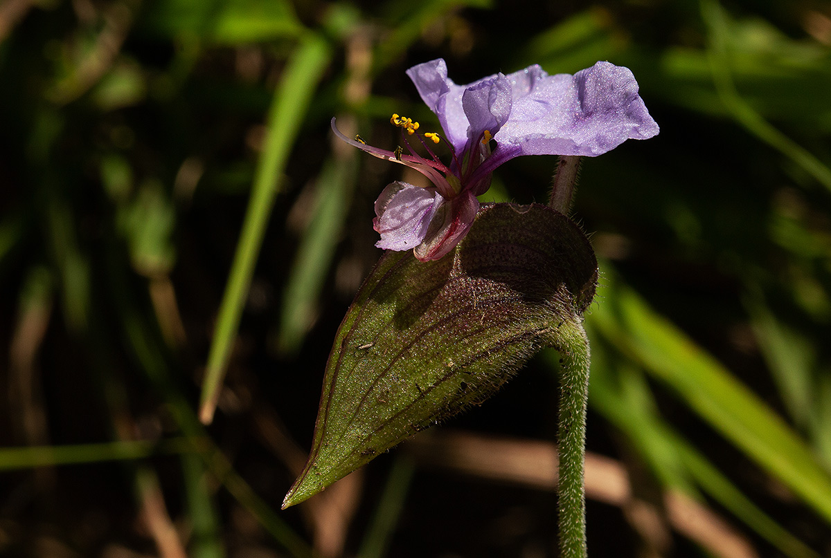 Commelina schweinfurthii subsp. ceciliae Commelina schweinfurthii subsp. ceciliae