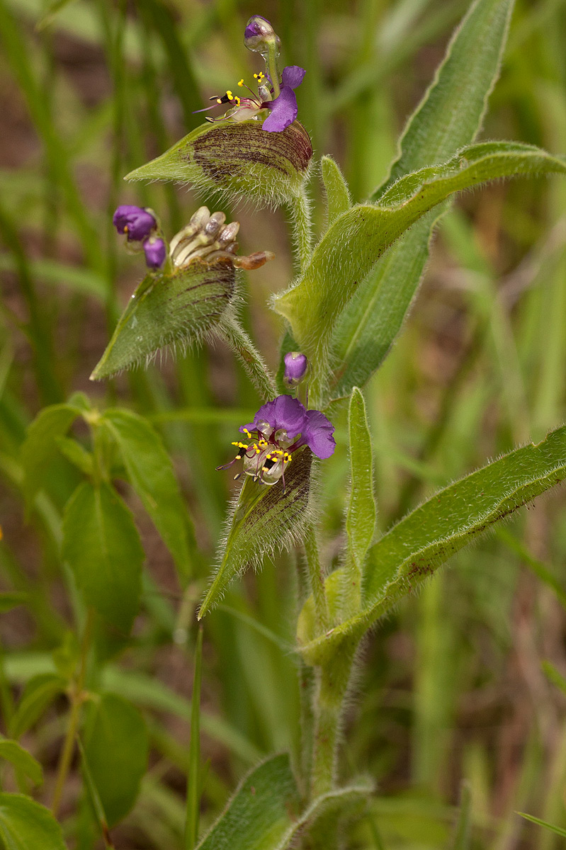 Commelina schweinfurthii subsp. ceciliae