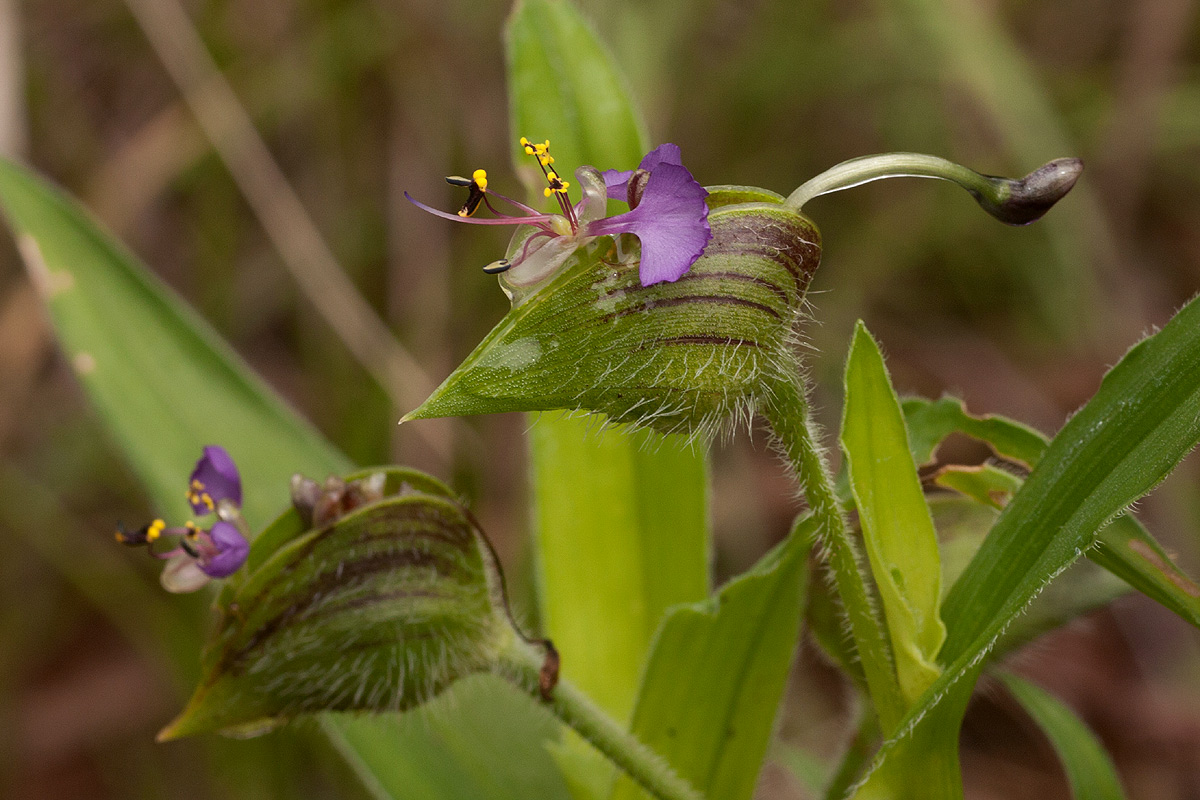 Commelina schweinfurthii subsp. ceciliae