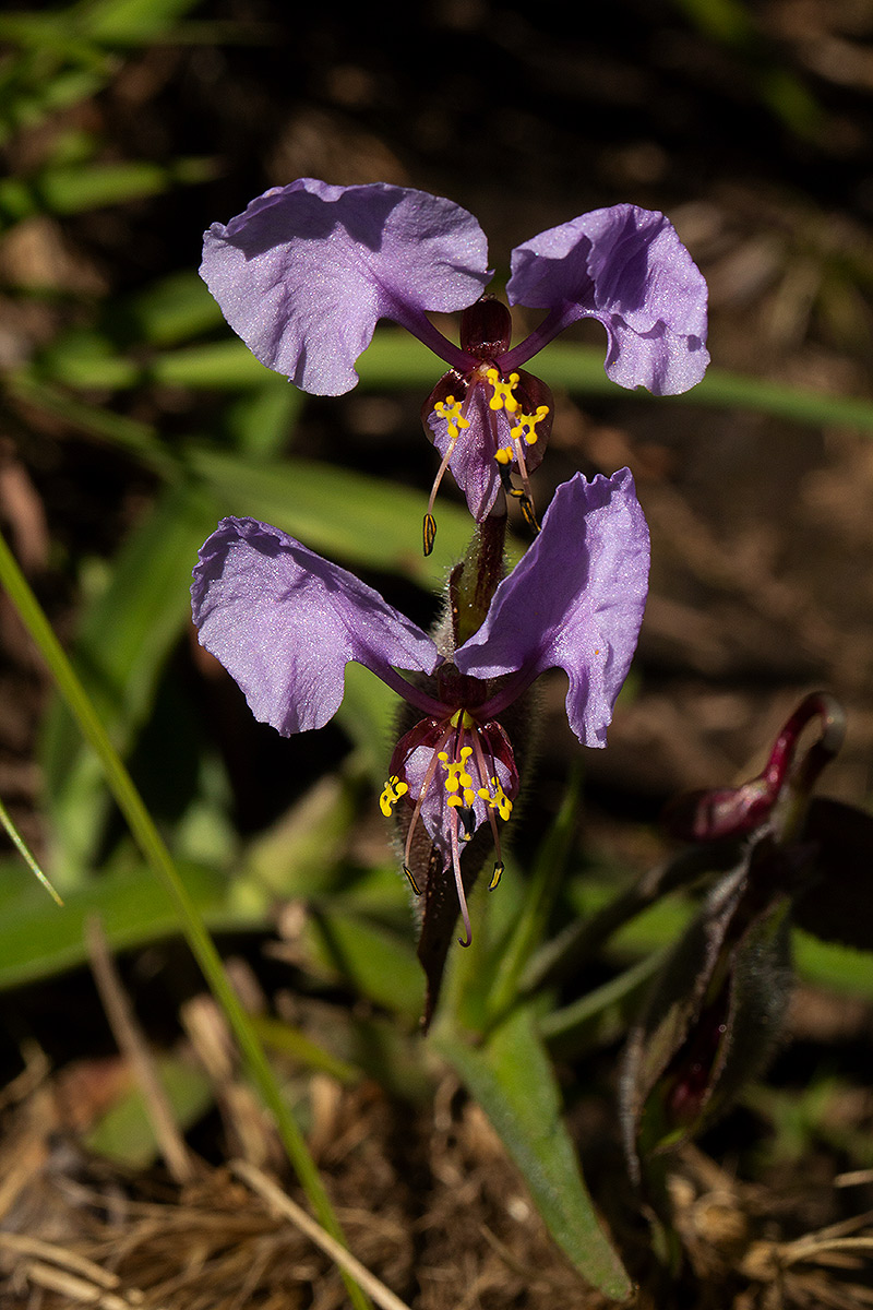 Commelina schweinfurthii subsp. ceciliae Commelina schweinfurthii subsp. ceciliae