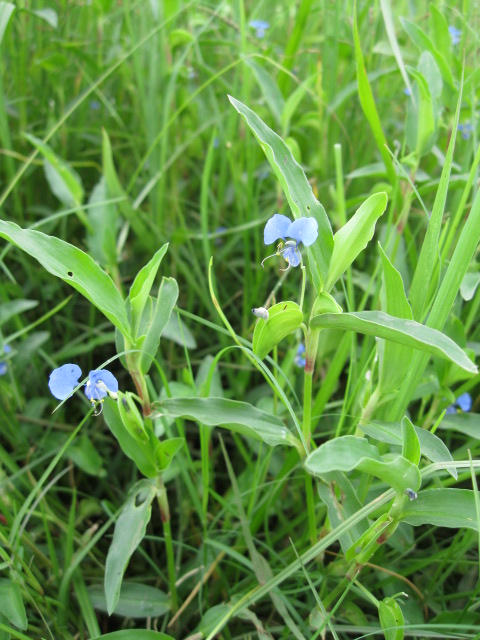 Commelina diffusa subsp. diffusa Commelina diffusa subsp. diffusa