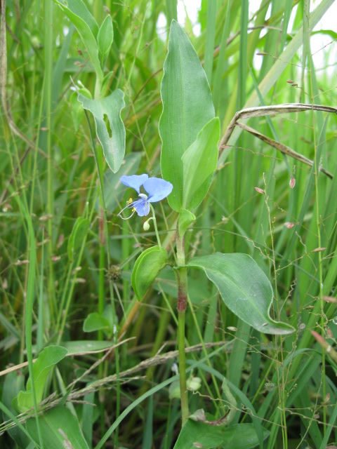 Commelina diffusa subsp. diffusa Commelina diffusa subsp. diffusa