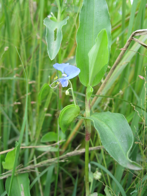 Commelina diffusa subsp. diffusa Commelina diffusa subsp. diffusa