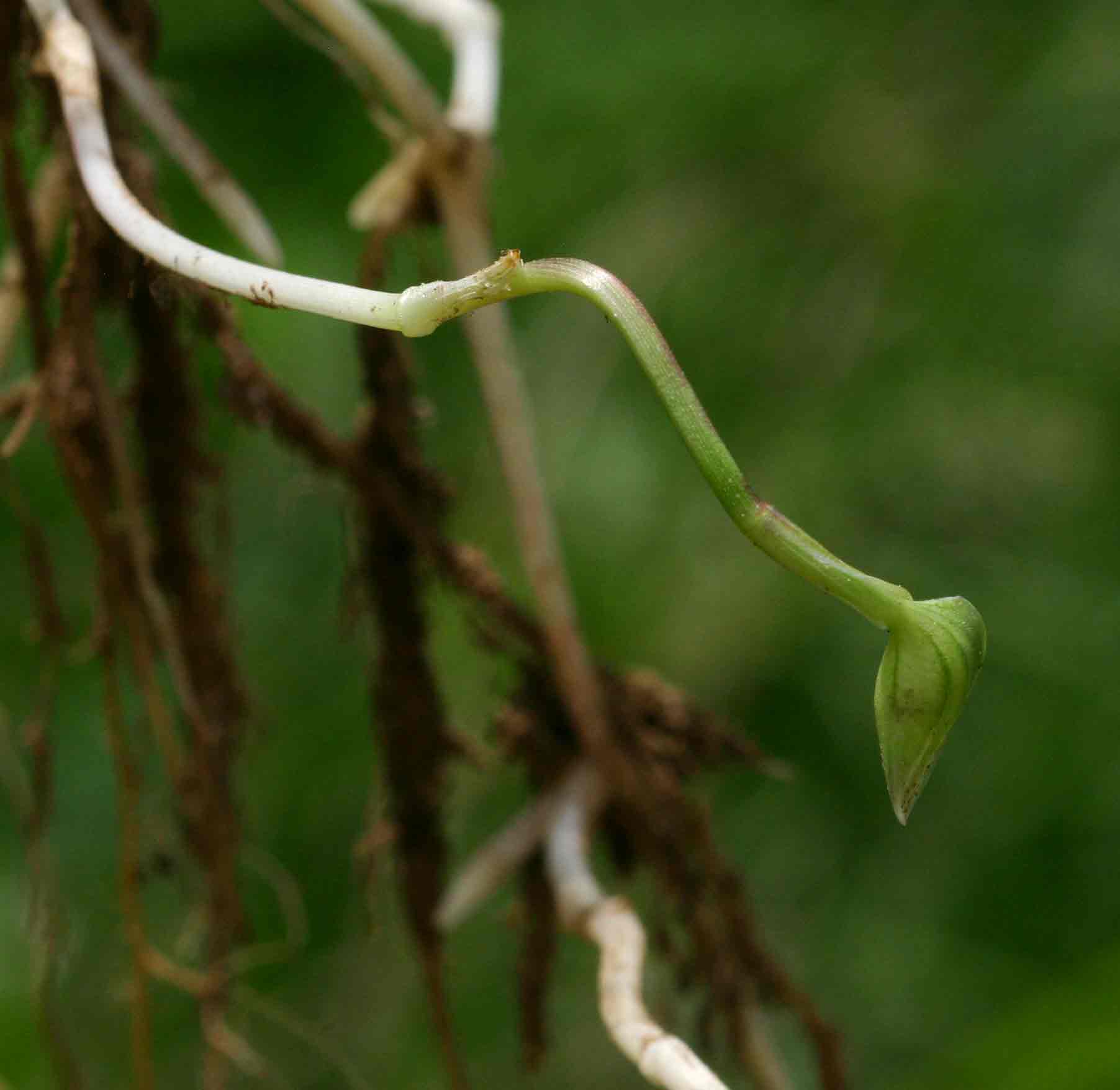 Commelina forskaolii Commelina forskaolii