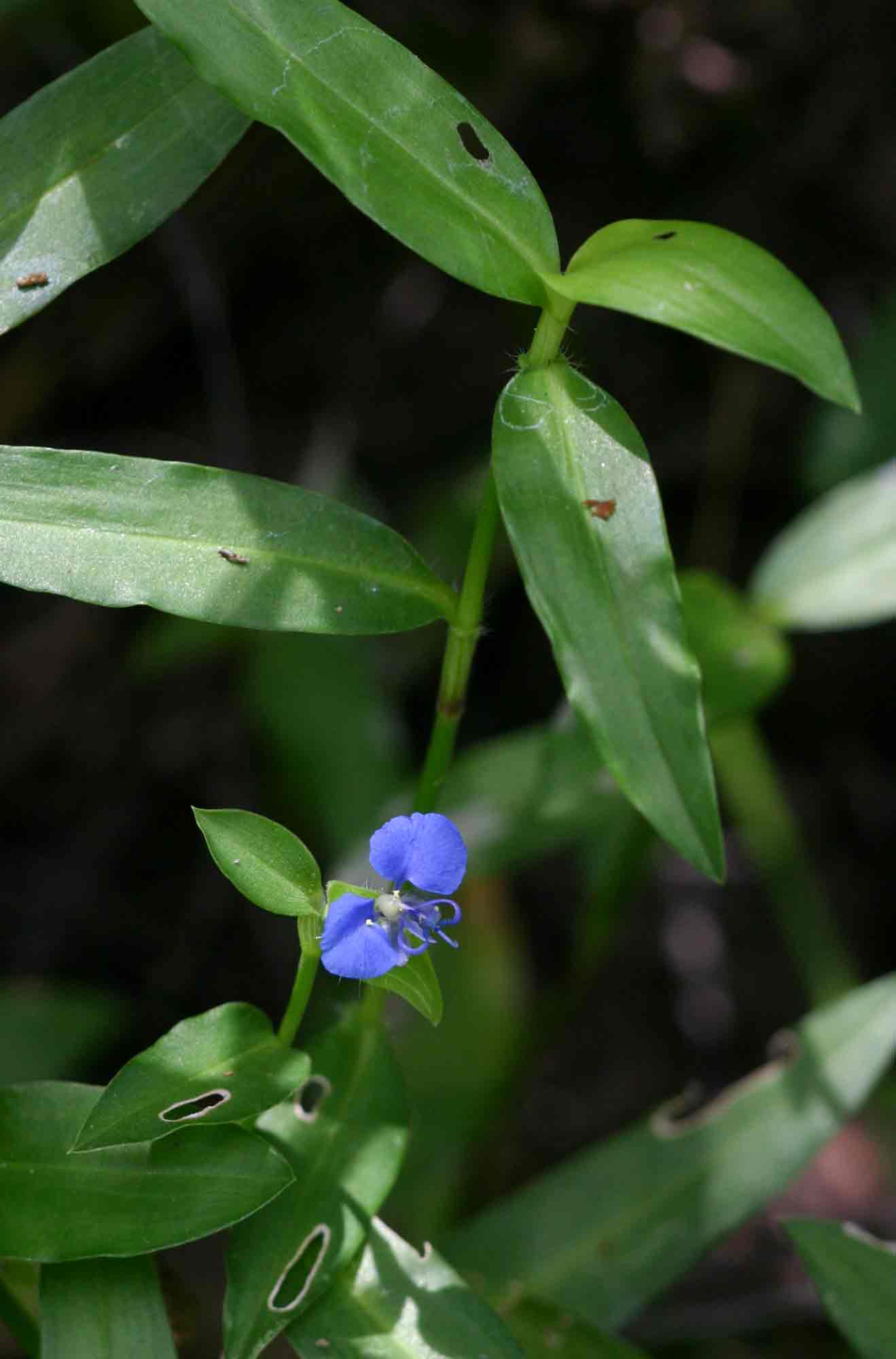 Commelina forskaolii