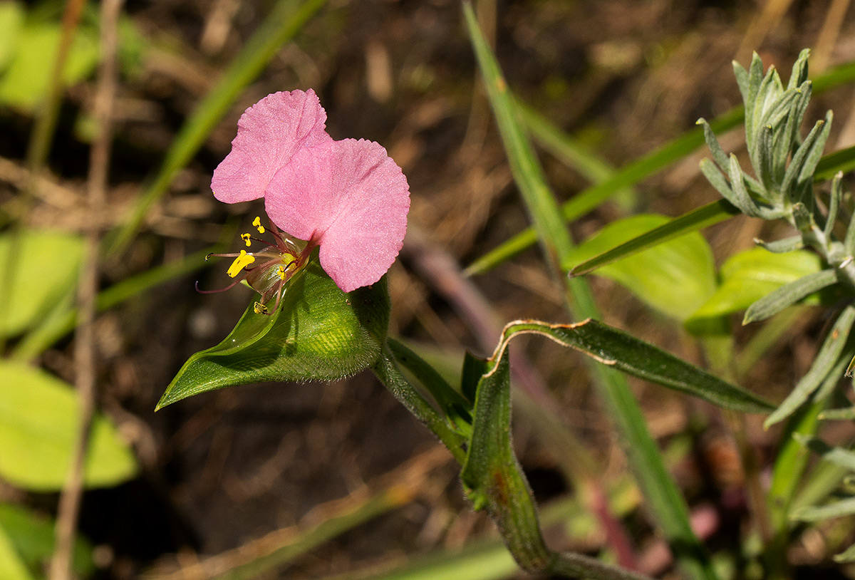 Commelina neurophylla Commelina neurophylla