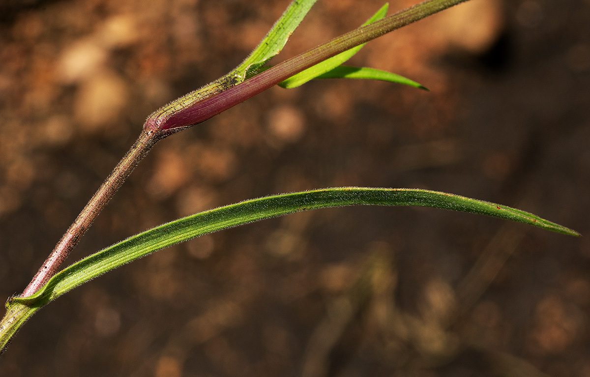 Commelina neurophylla