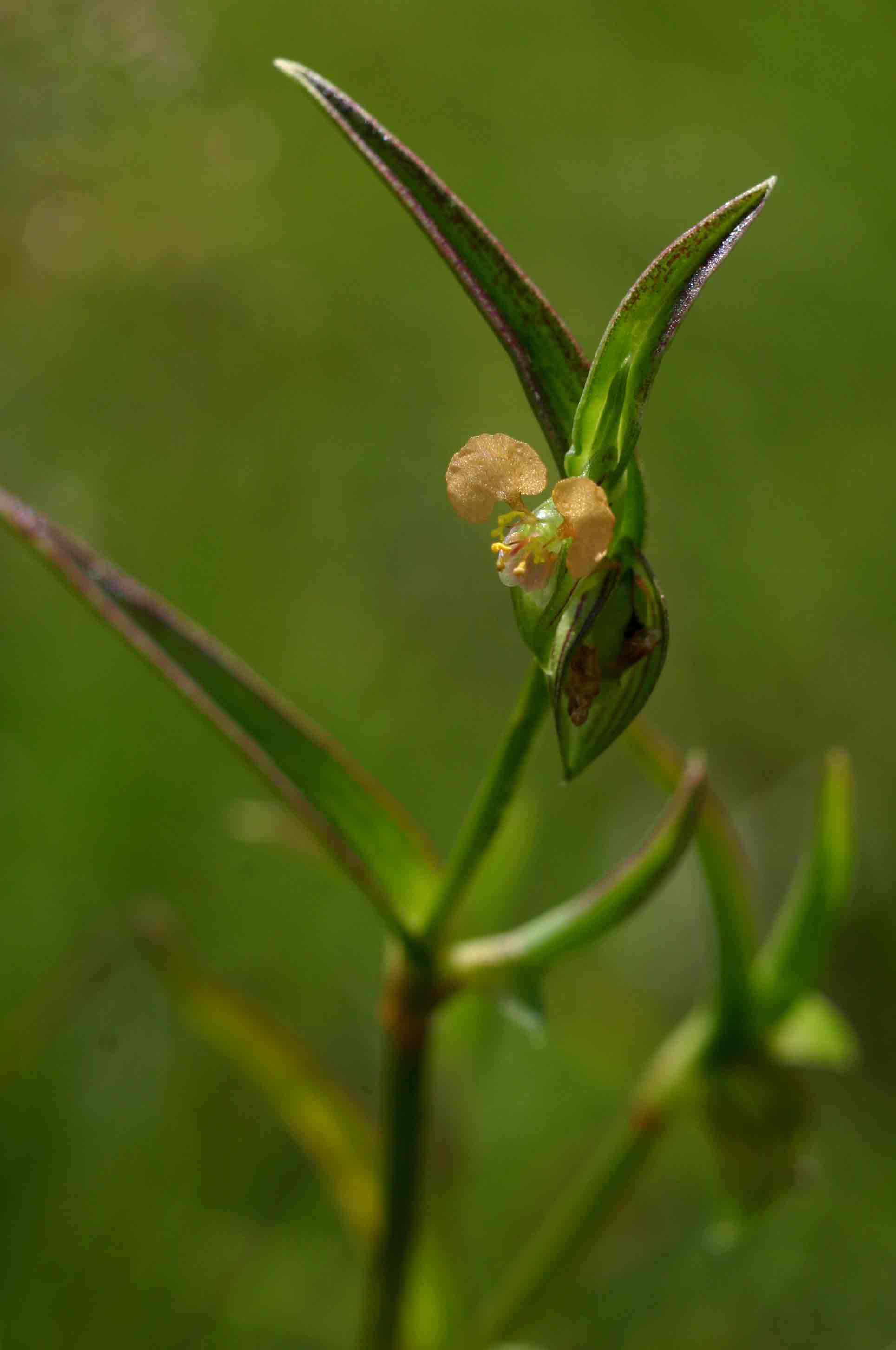 Commelina subulata