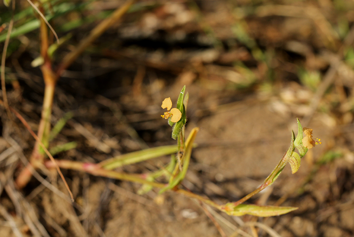 Commelina subulata Commelina subulata
