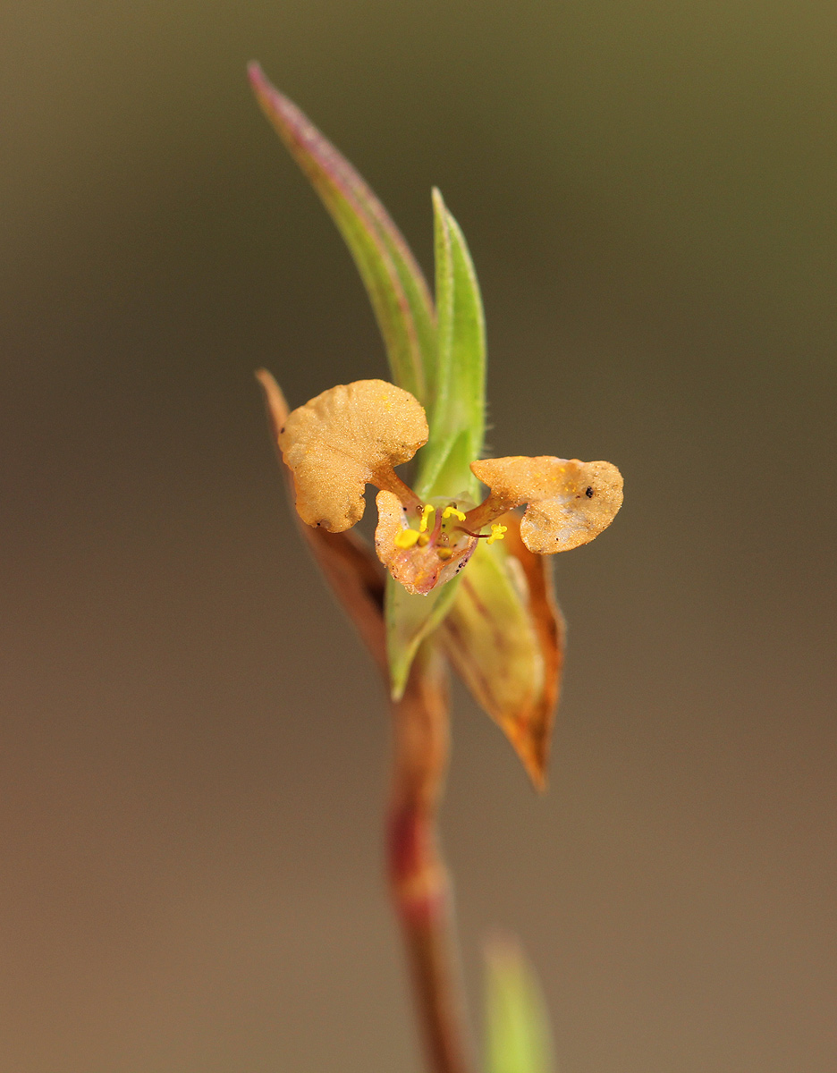 Commelina subulata Commelina subulata
