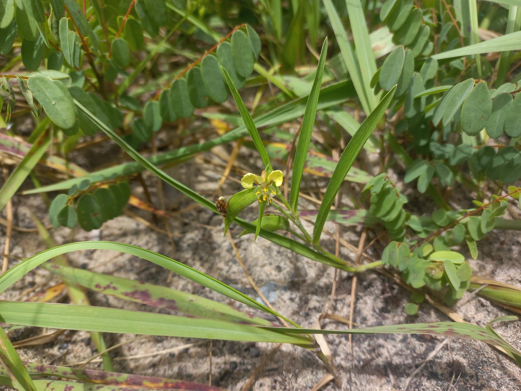 Commelina welwitschii Commelina welwitschii