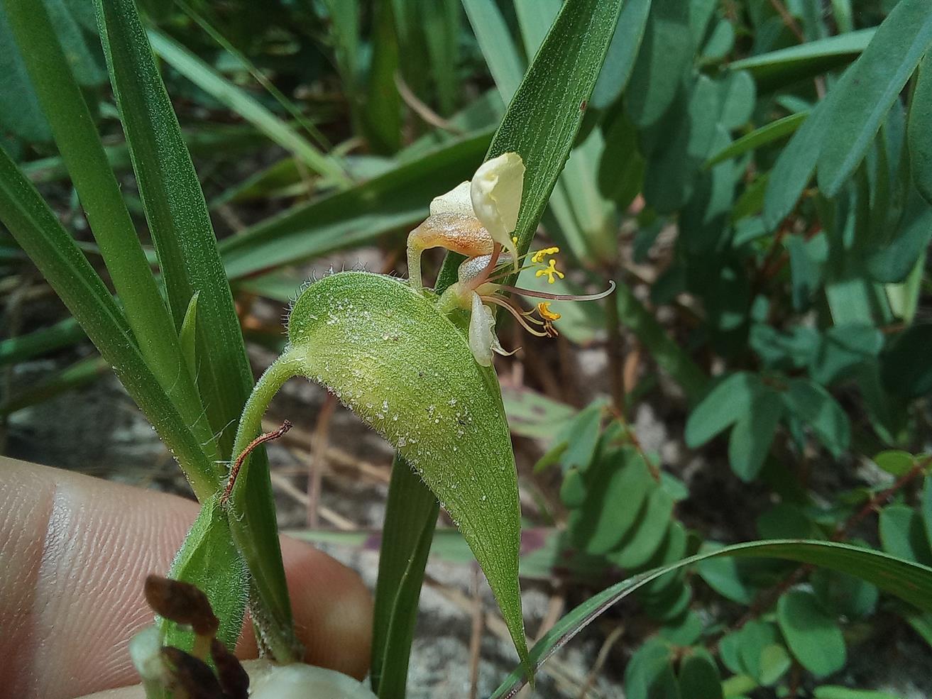 Commelina welwitschii