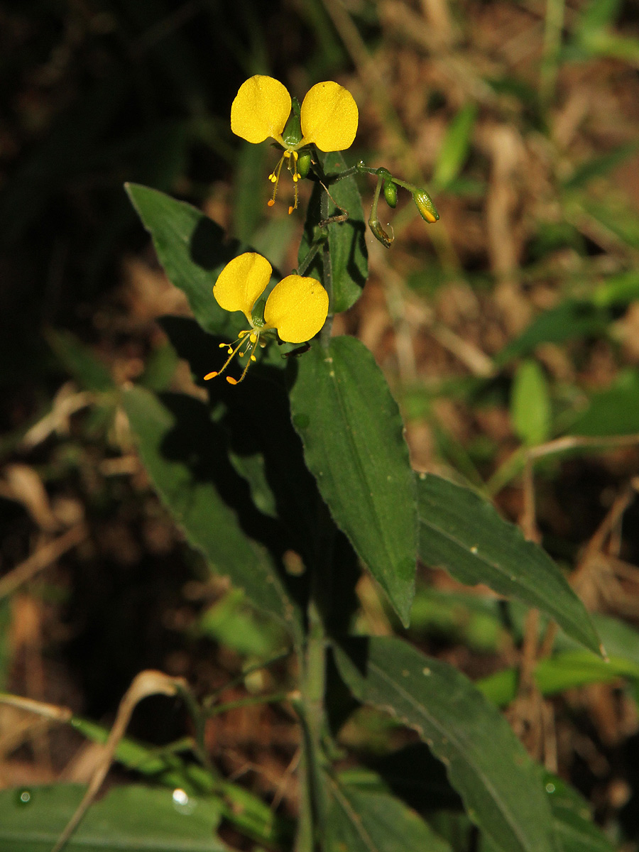 Aneilema aequinoctiale Aneilema aequinoctiale