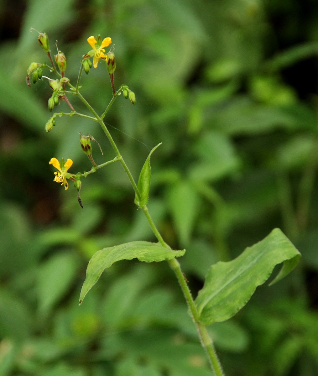 Aneilema aequinoctiale Aneilema aequinoctiale