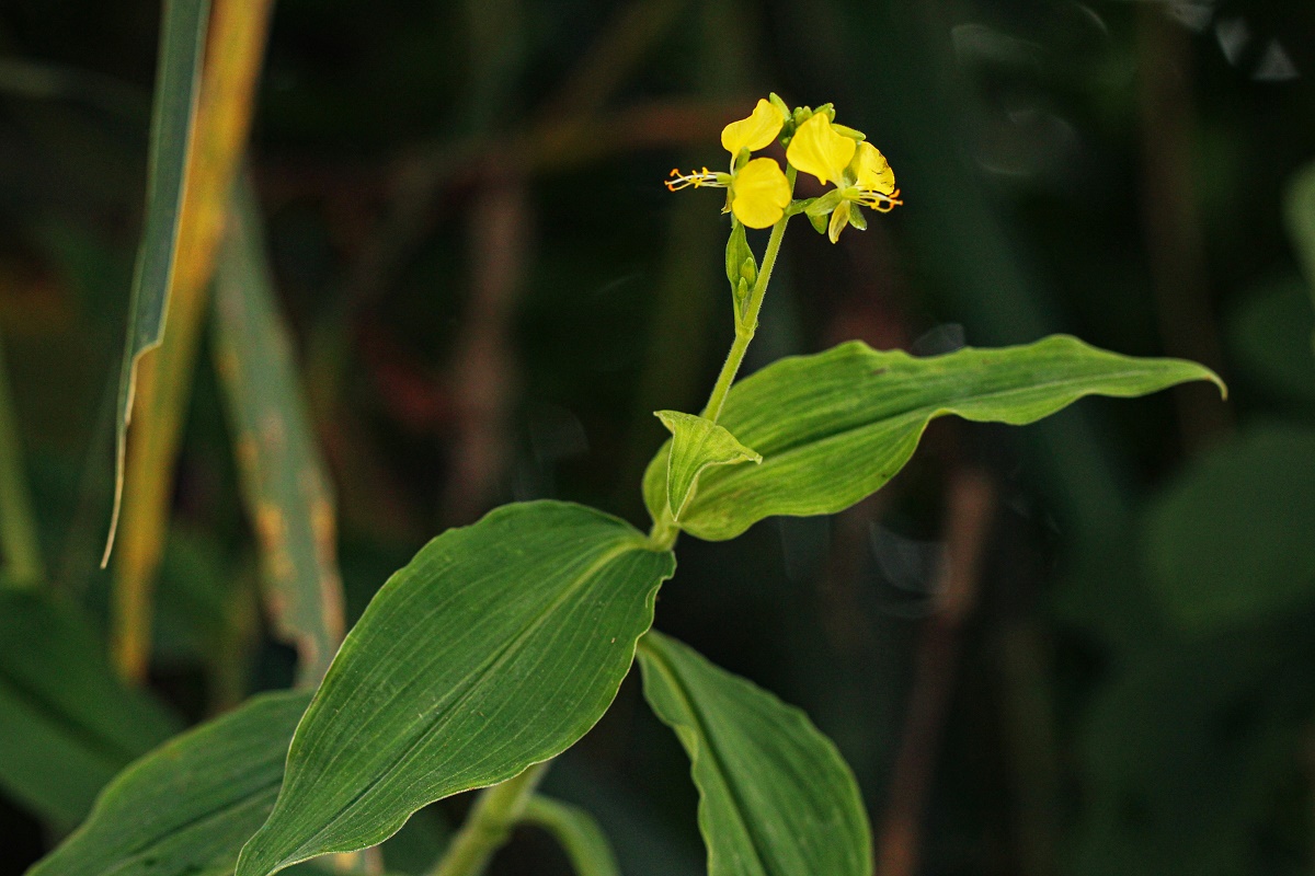 Aneilema aequinoctiale Aneilema aequinoctiale