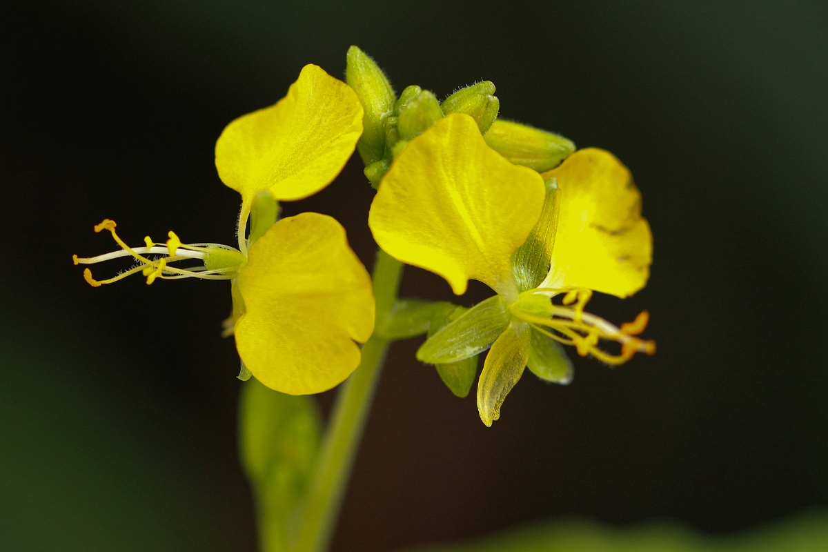 Aneilema aequinoctiale Aneilema aequinoctiale
