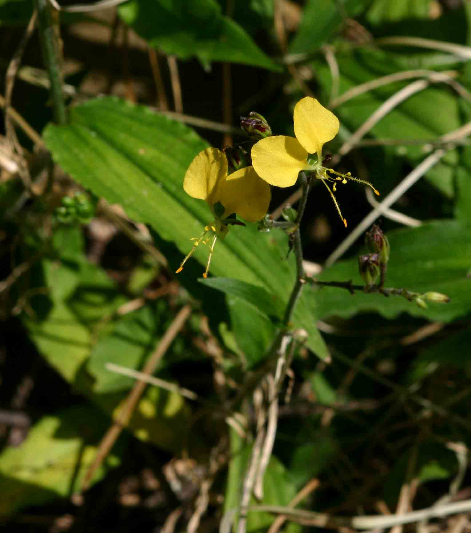 Aneilema aequinoctiale Aneilema aequinoctiale