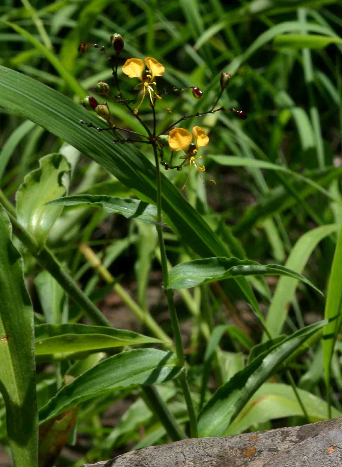 Aneilema aequinoctiale Aneilema aequinoctiale